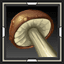 Parasol Mushroom