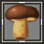 Porcini Mushroom