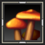 Mycena Mushroom