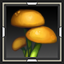 Field Mushroom
