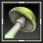 Blusher Mushroom