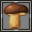 Porcini Mushroom