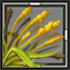 Barley