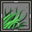 Sugarcane