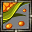 Corn Seeds