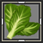 Watercress