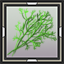 Dill
