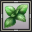 Basil