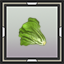 Escarole Seedling