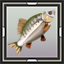 Tigerfish