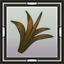 Horse Apple Seedling