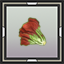 Red-Leaf Lettuce Seedling