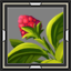 Hyacinth