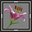 Swamp Lily